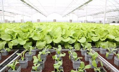 亩产6万斤有机蔬菜,全年天天采收、几乎无人的“蔬菜工厂”长啥样?